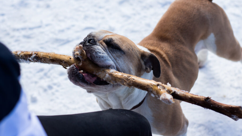 Teufels Hunde vereint Hundetherapie, Problemhund-Resozialisierung und praxisnahe Trainerausbildung für verhaltensauffällige Hunde in Österreich.